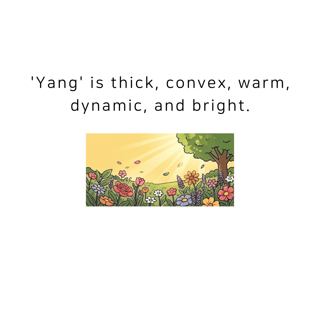 Yang is thick, convex, warm, dynamic, and bright.